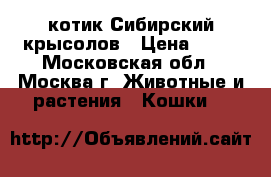  котик Сибирский крысолов › Цена ­ 10 - Московская обл., Москва г. Животные и растения » Кошки   